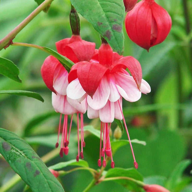 Fuchsia Flower seeds for Planting Shade Tolerant Heirloom & GMO Free Seeds for Home Garden
Sale seeds for home garden planting
