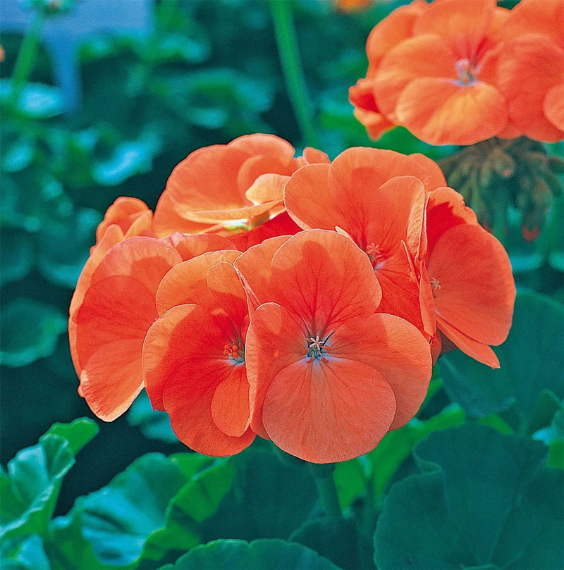 Orange Geranium Maverick Flower seeds for Planting Premium Quality Heirloom & GMO Free Seeds for Home Garden
Sale seeds for home garden planting