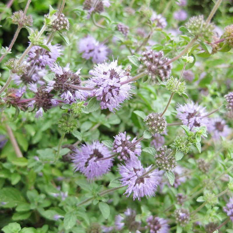 Purple Pennyroyal Flower seeds for Planting Premium Quality Heirloom & GMO Free Seeds for Home Garden
Sale seeds for home garden planting