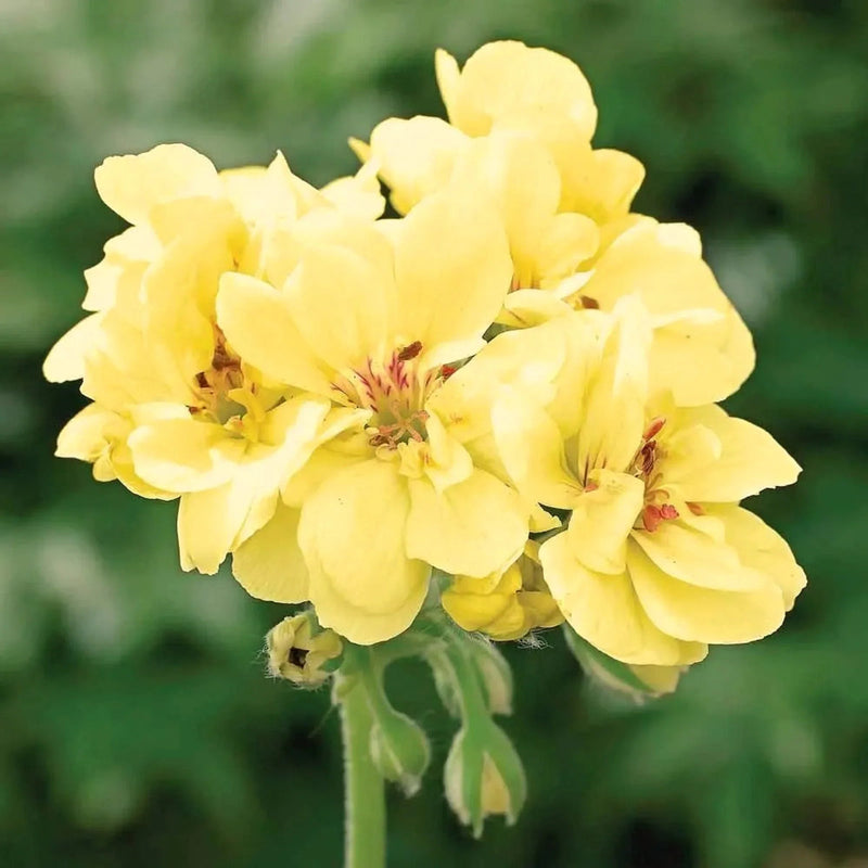 Yellow Geranium Flower seeds for Planting - Cottage Garden Essential, Heirloom & GMO Free Seeds for Home Garden
Sale for planting in home garden