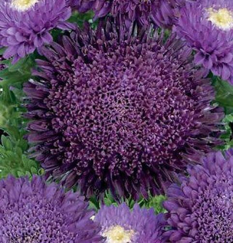 Deep Purple Chrysanthemum Flower seeds for Planting - Pollinator Friendly, Heirloom & GMO Free Seeds for Home Garden
Sale seeds for home garden