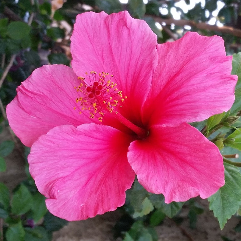 Hibiscus RosaSinensis Flower seeds for Planting Pollinator Friendly Heirloom & GMO Free Seeds for Home Garden
Sale seeds for home garden planting