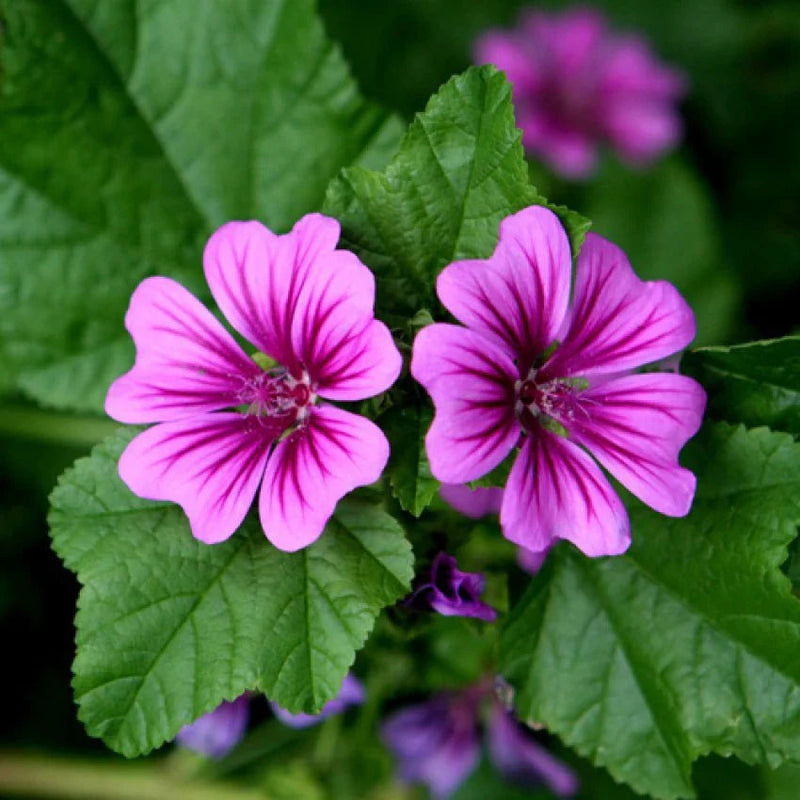 Casa Malva Flower seeds for Planting - Sun Loving, Heirloom & GMO Free Seeds for Home Garden
Sale for planting in home garden