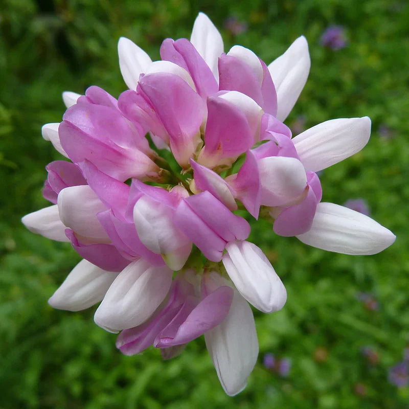 Violet Coronilla Flower seeds for Planting Fragrant Blossoms Heirloom & GMO Free Seeds for Home Garden
Sale seeds for home garden planting