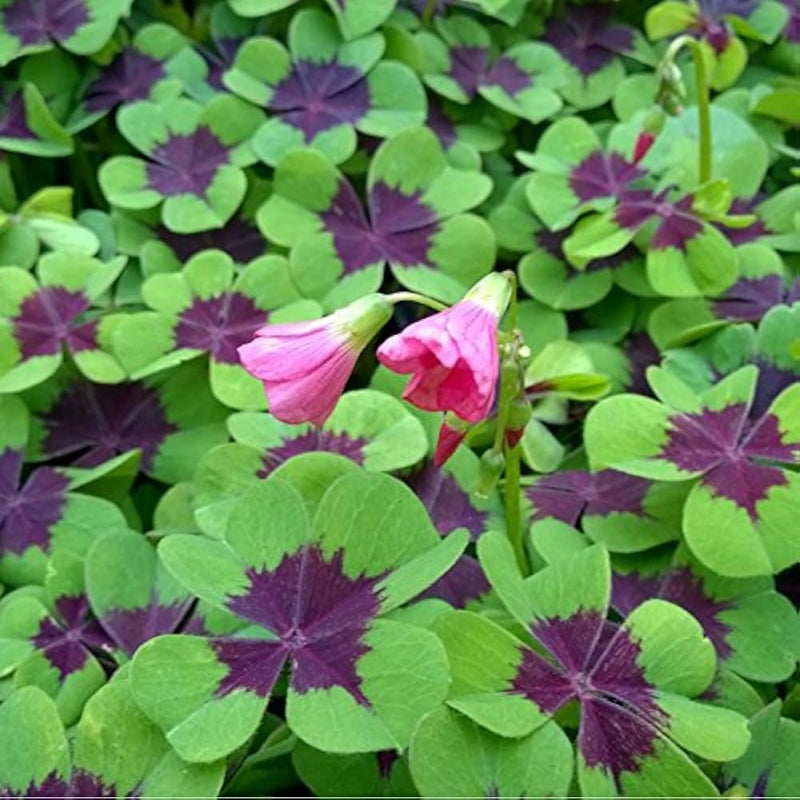 Oxalis Iron Cross Flower seeds for Planting Cottage Garden Essential Heirloom & GMO Free Seeds for Home Garden
Sale seeds for home garden planting