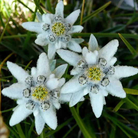 Heirloom Leontopodium Alpinum Flower seeds for Planting Long Bloom Season Heirloom & GMO Free Seeds for Home Garden