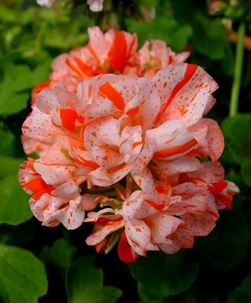 Orange White Geraniums Flower seeds for Planting - Compact Growth, Heirloom & GMO Free Seeds for Home Garden
Sale seeds for planting in home garden