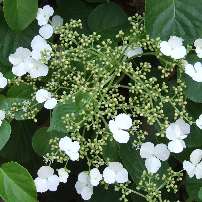 Hortensia Trepadora Flower seeds for Planting Colorful Display Heirloom & GMO Free Seeds for Home Garden
Sale seeds for home garden planting