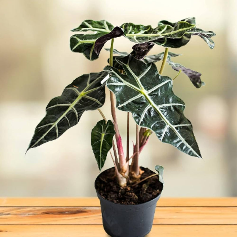 Alocasia Flower seeds for Planting - Wildflower Mix, Heirloom & GMO Free Seeds for Home Garden
Sale for planting in home garden