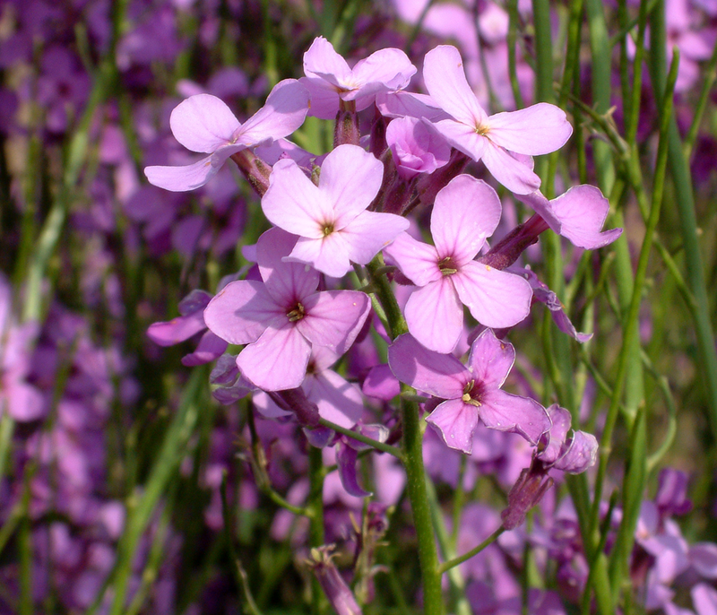 Hesperis Matronalis Flower seeds for Planting - Easy to Grow, Heirloom & GMO Free Seeds for Home Garden
Sale seeds for planting in home garden