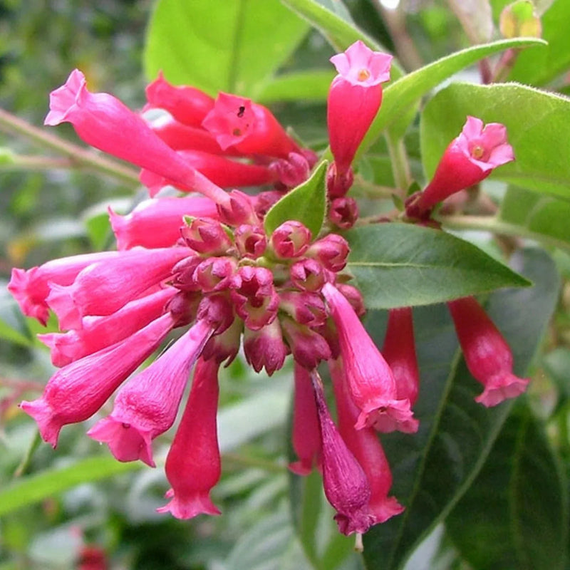 Pink Cestrum Elegans Flower seeds for Planting Fragrant Blossoms Heirloom & GMO Free Seeds for Home Garden
Sale seeds for home garden planting
