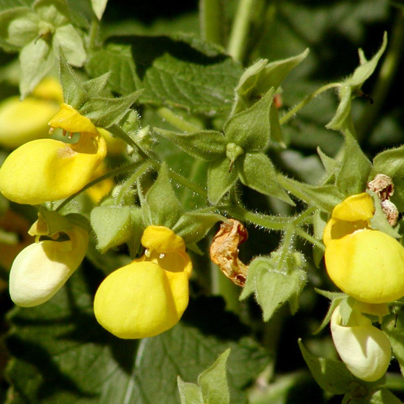 Calceolaria Flower seeds for Planting Cut Flower Favorite Heirloom & GMO Free Seeds for Home Garden
Sale seeds for home garden planting