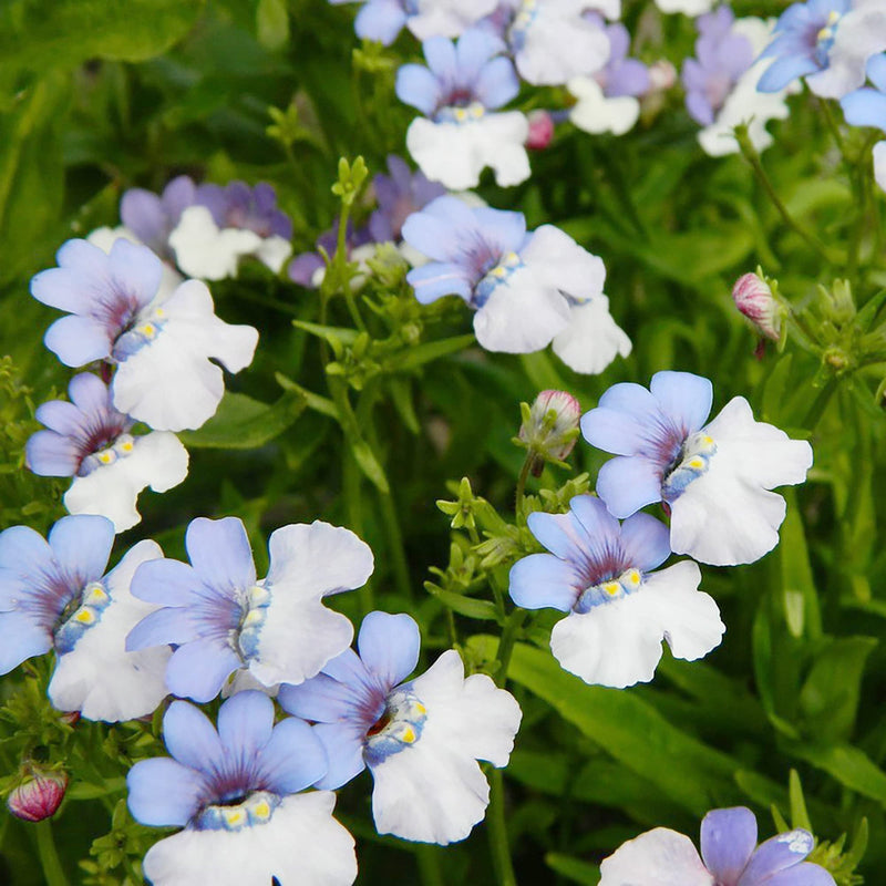 Blue White Nemesia Flower seeds for Planting Shade Tolerant Heirloom & GMO Free Seeds for Home Garden
Sale seeds for home garden planting