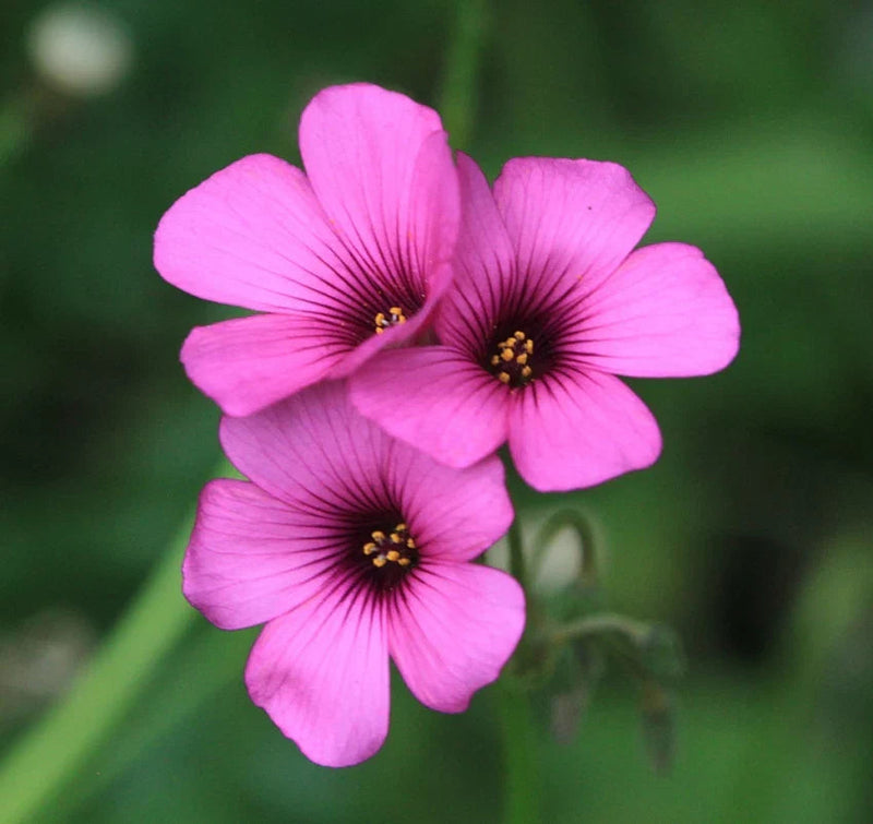 Pink Oxalis Laciniata Flower seeds for Planting - Pollinator Friendly, Heirloom & GMO Free Seeds for Home Garden
Sale seeds for planting in home garden