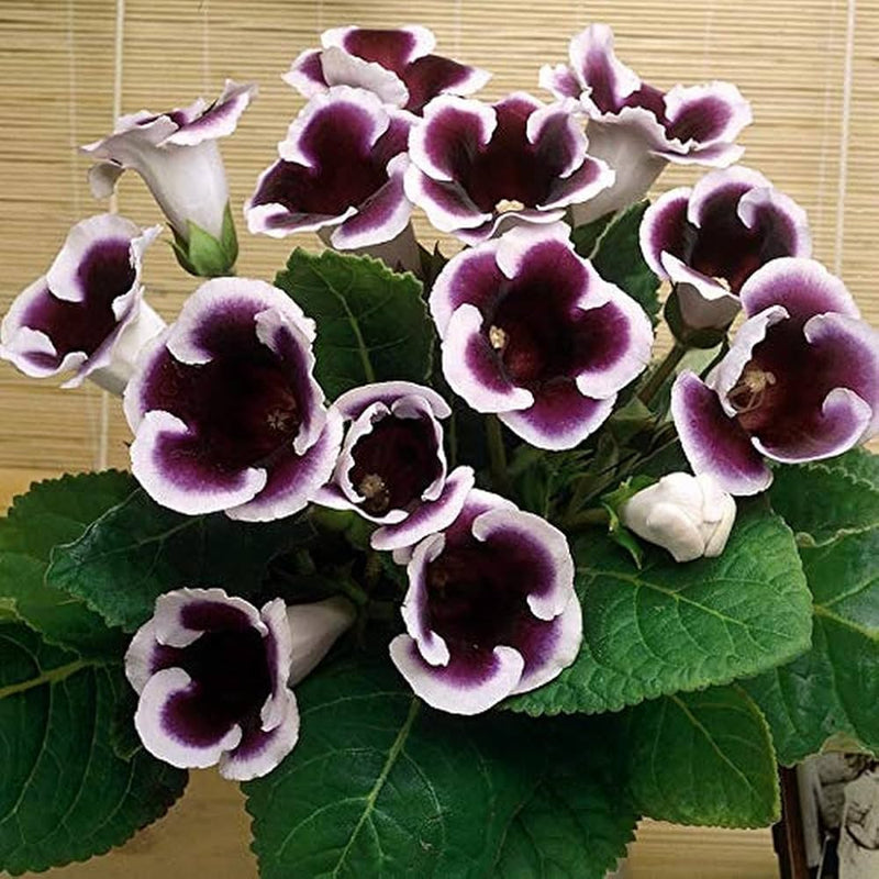 Gloxinia Flower seeds for Planting Sun Loving Heirloom & GMO Free Seeds for Home Garden
Sale for planting in home garden