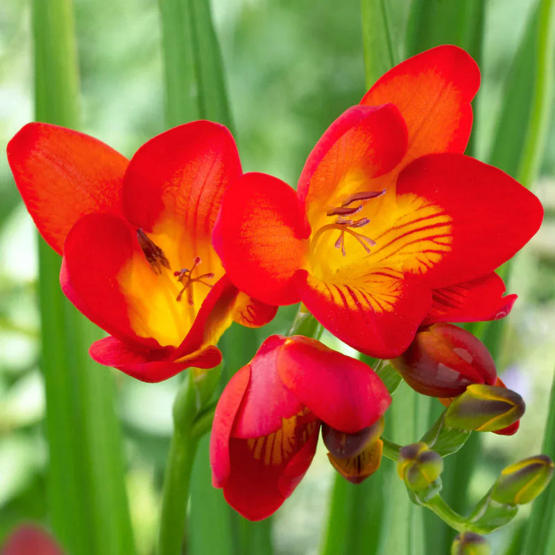 Red Freesias Flower seeds for Planting - Colorful Display, Heirloom & GMO Free Seeds for Home Garden
Sale seeds for planting in home garden