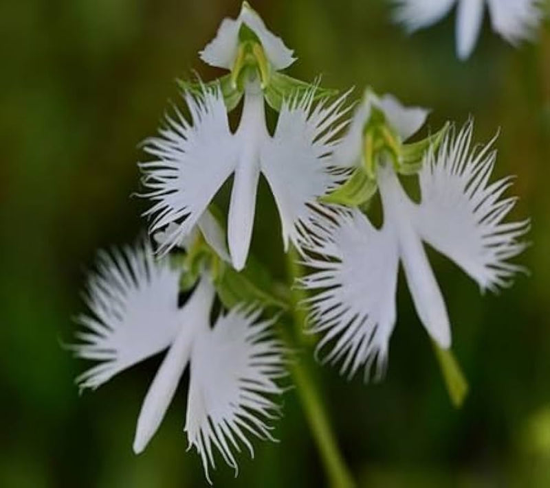Heron Orchid Flower seeds for Planting - Colorful Display, Heirloom & GMO Free Seeds for Home Garden
Sale seeds for planting in home garden