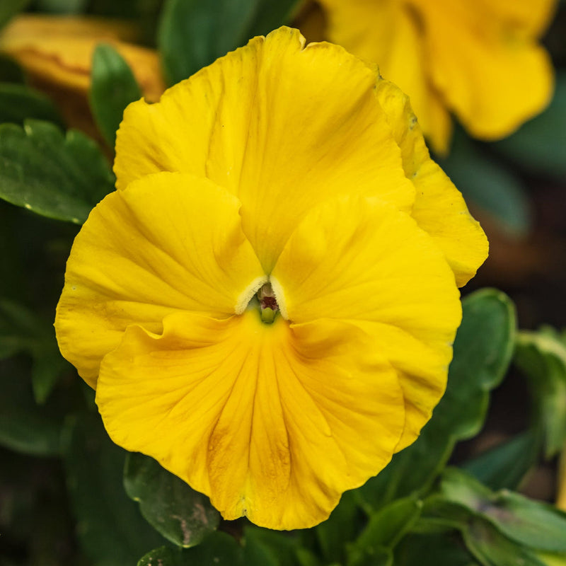 Yellow Swiss Pansy Flower seeds for Planting Garden Favorite Heirloom & GMO Free Seeds for Home Garden
Sale seeds for home garden planting