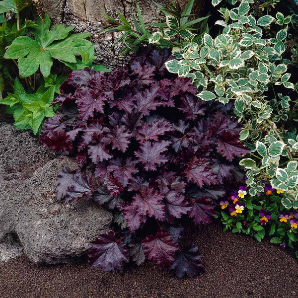 Purple Coral Bells Flower seeds for Planting - Sun Loving, Heirloom & GMO Free Seeds for Home Garden
Sale seeds for planting in home garden