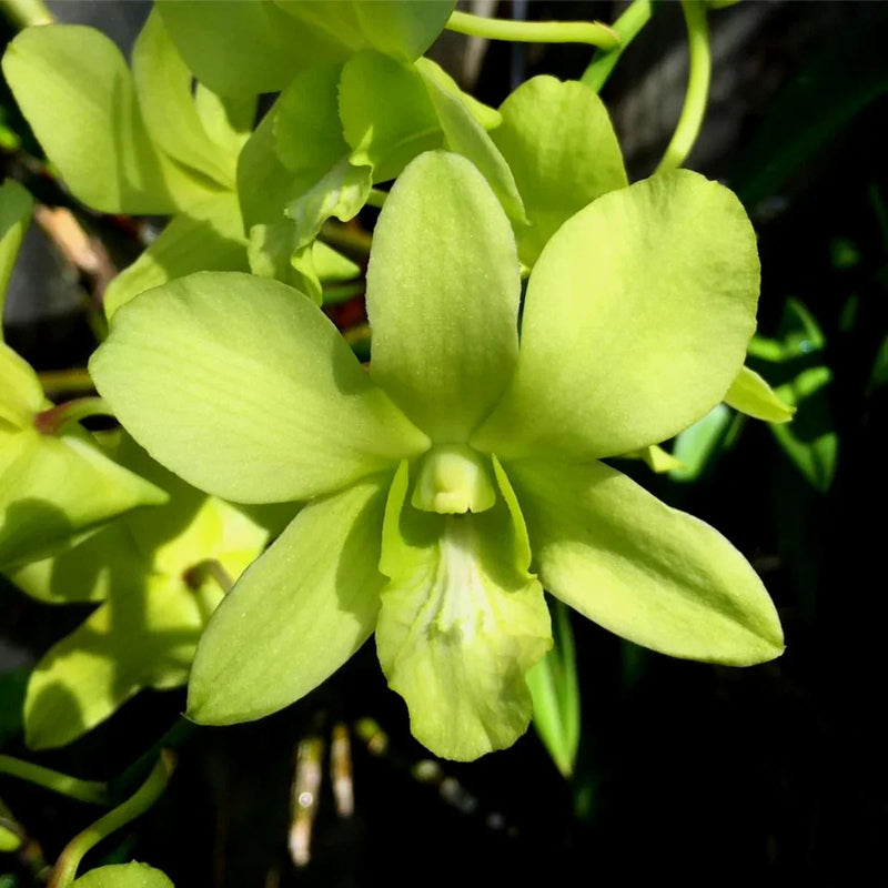Green Dendrobium Flower seeds for Planting - Drought Tolerant, Heirloom & GMO Free Seeds for Home Garden
Sale for planting in home garden