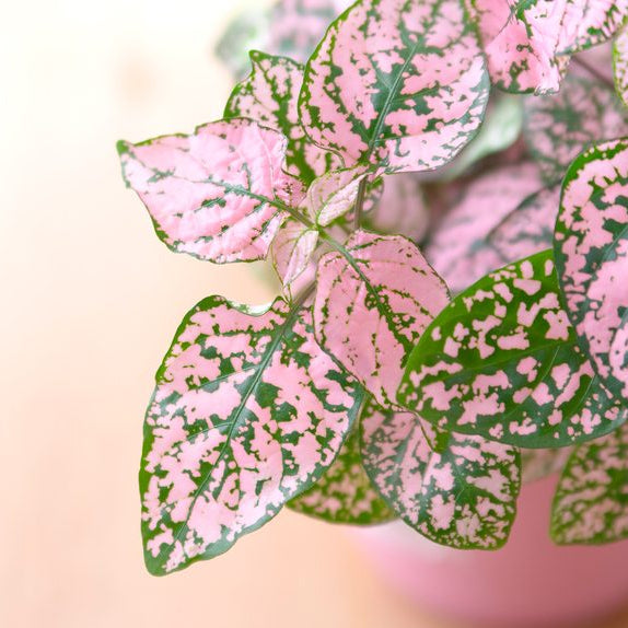 Light Pink Green Hypoestes Flower seeds for Planting Low Maintenance Heirloom & GMO Free Seeds for Home Garden
Sale seeds for home garden planting