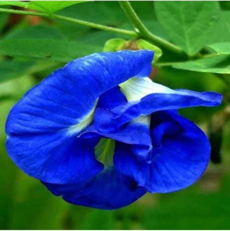 Blue Clitoria Flower seeds for Planting - Vibrant Colors, Heirloom & GMO Free Seeds for Home Garden
Sale seeds for planting in home garden