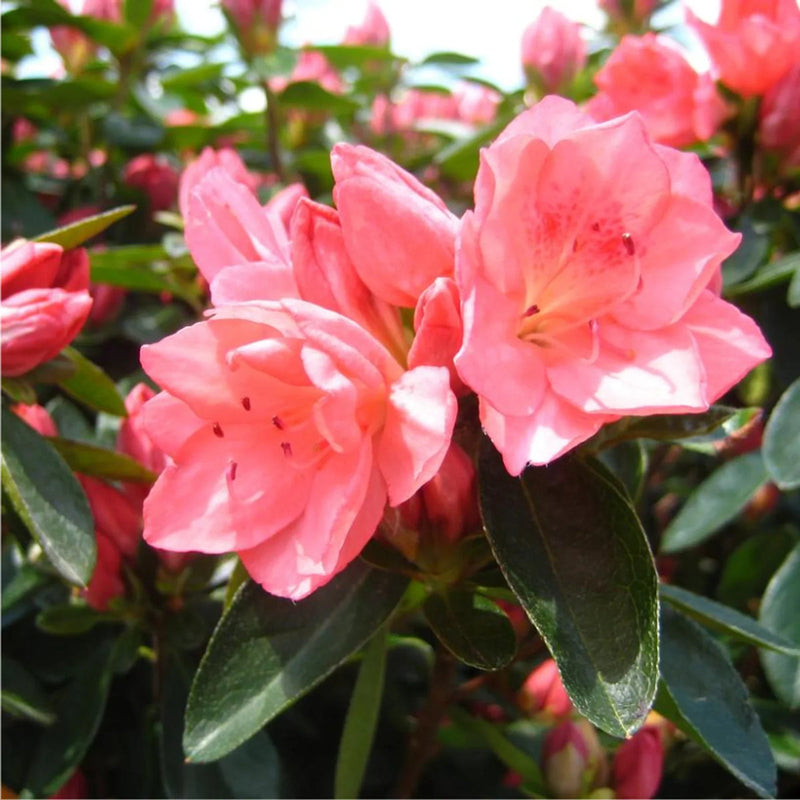 Pink Rhododendron Azalea Flower Seeds Flower seeds for Planting Bright Blooms Heirloom & GMO Free Seeds for Home Garden
Sale seeds for home garden planting