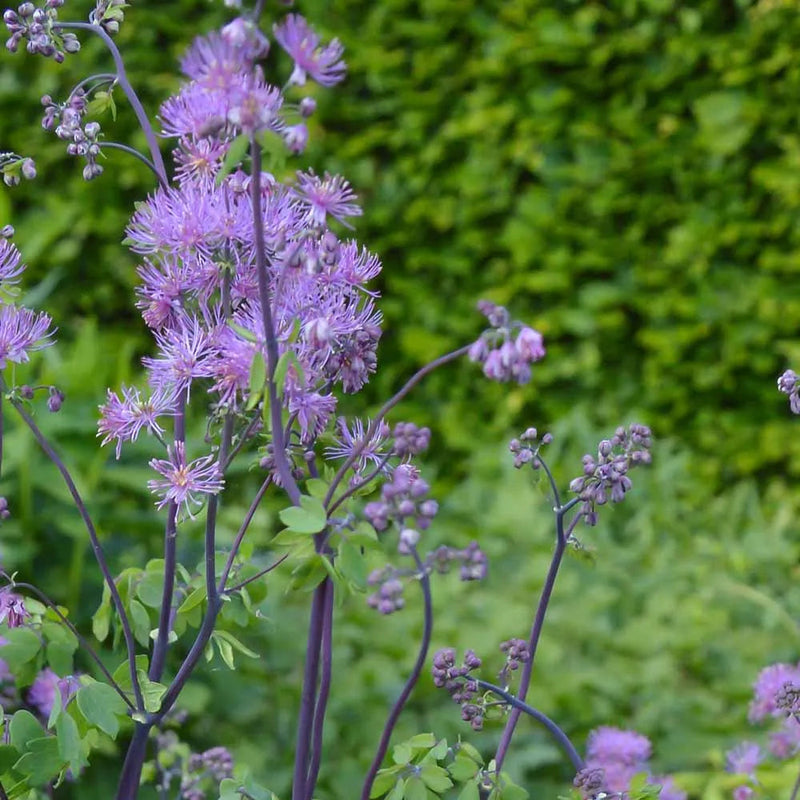 Lavender Thalictrum Flower seeds for Planting Premium Quality Heirloom & GMO Free Seeds for Home Garden
Sale seeds for home garden planting