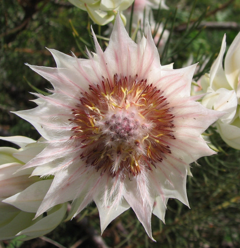 Serruria Flower seeds for Planting Cut Flower Favorite Heirloom & GMO Free Seeds for Home Garden
Sale seeds for home garden planting