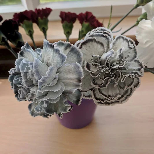Gray Carnation Flower seeds for Planting Vibrant Colors Heirloom & GMO Free Seeds for Home Garden
Sale