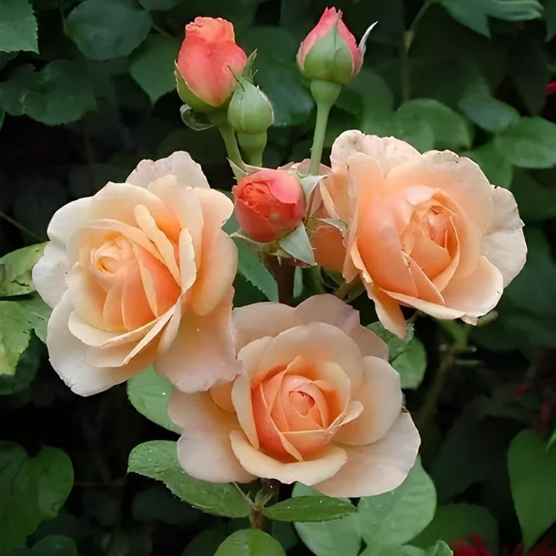Peach Rose Flower seeds for Planting Sun Loving Heirloom & GMO Free Seeds for Home Garden
Sale seeds for home garden planting