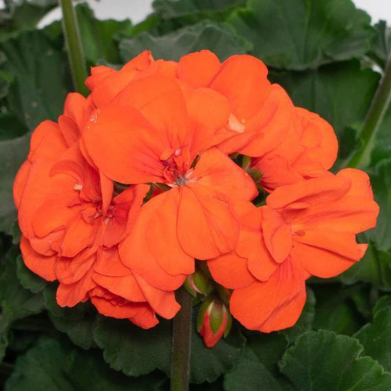 Pelargonium Orange Flower seeds for Planting Pollinator Friendly Heirloom & GMO Free Seeds for Home Garden
Sale seeds for home garden planting