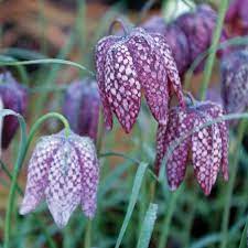 Fritillaria Flower seeds for Planting - Colorful Display, Heirloom & GMO Free Seeds for Home Garden
Sale seeds for planting in home garden