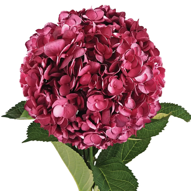 Hydrangea Flower Seeds Burgundy Flower seeds for Planting Cottage Garden Essential Heirloom & GMO Free Seeds for Home Garden
Sale seeds for home garden planting