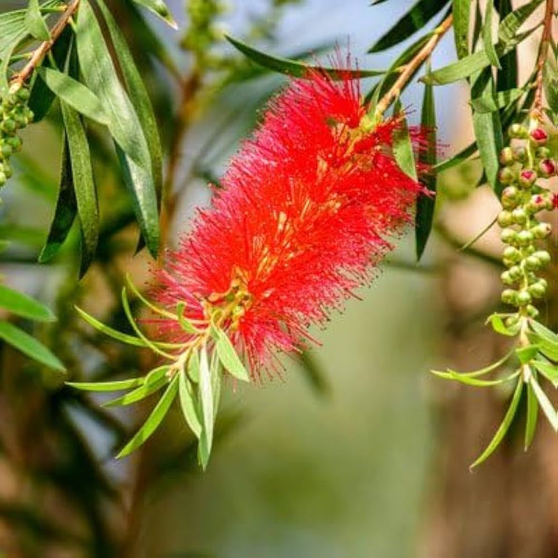 Callistemon Flower seeds for Planting Perfect for Borders Heirloom & GMO Free Seeds for Home Garden
Sale seeds for home garden planting