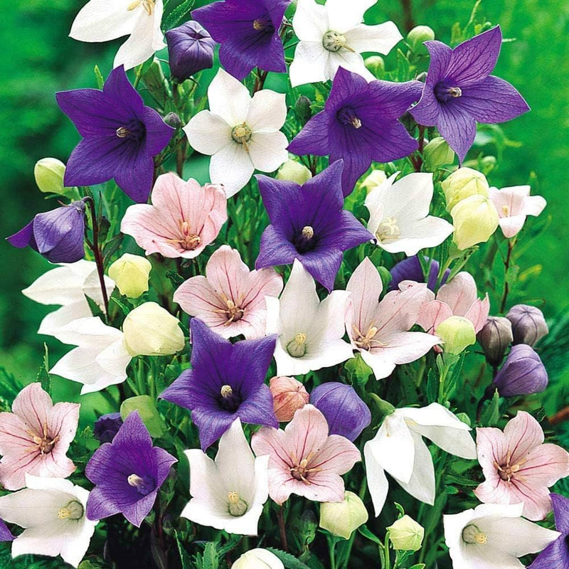 Mixed Balloon Flower seeds for Planting Seasonal Bloomer Heirloom & GMO Free Seeds for Home Garden
Sale seeds for home garden planting
