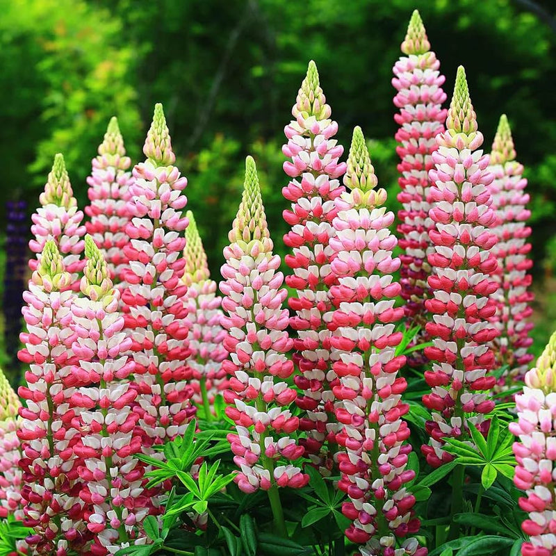 Russell Lupine Seeds Flower seeds for Planting Cottage Garden Essential Heirloom & GMO Free Seeds for Home Garden
Sale seeds for home garden planting