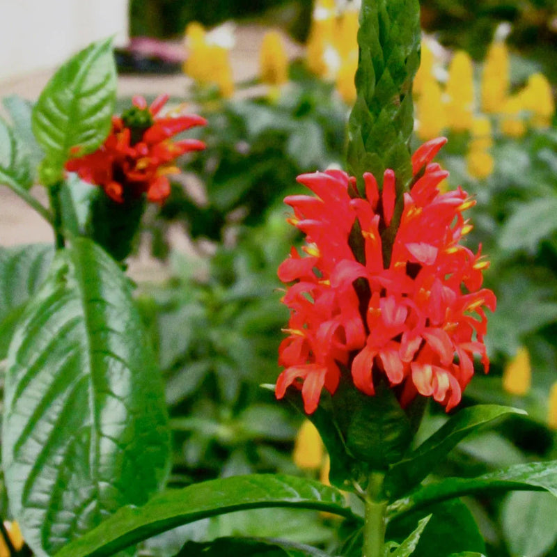 Red Pachystachys Flower seeds for Planting - Perfect for Borders, Heirloom & GMO Free Seeds for Home Garden
Sale seeds for planting in home garden