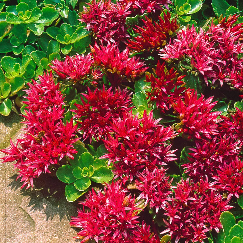 Red Sedum Flower seeds for Planting Low Maintenance Heirloom & GMO Free Seeds for Home Garden
Sale seeds for home garden planting
