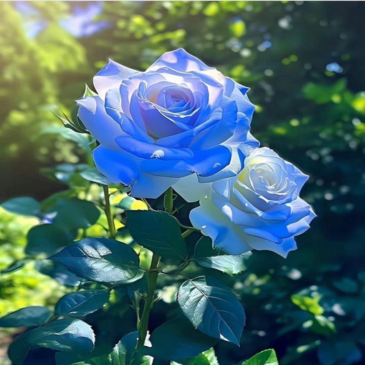 Blue Rose Flower seeds for Planting Wildflower Mix Heirloom & GMO Free Seeds for Home Garden
Sale seeds for home garden planting