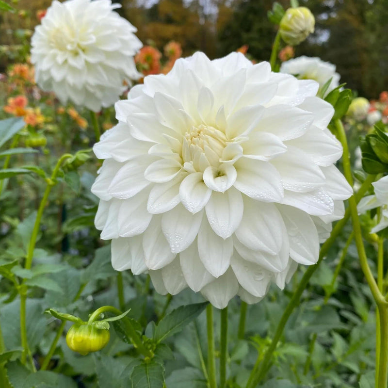 Dahlia Flower seeds for Planting Long Bloom Season Heirloom & GMO Free Seeds for Home Garden
Sale seeds for home garden planting