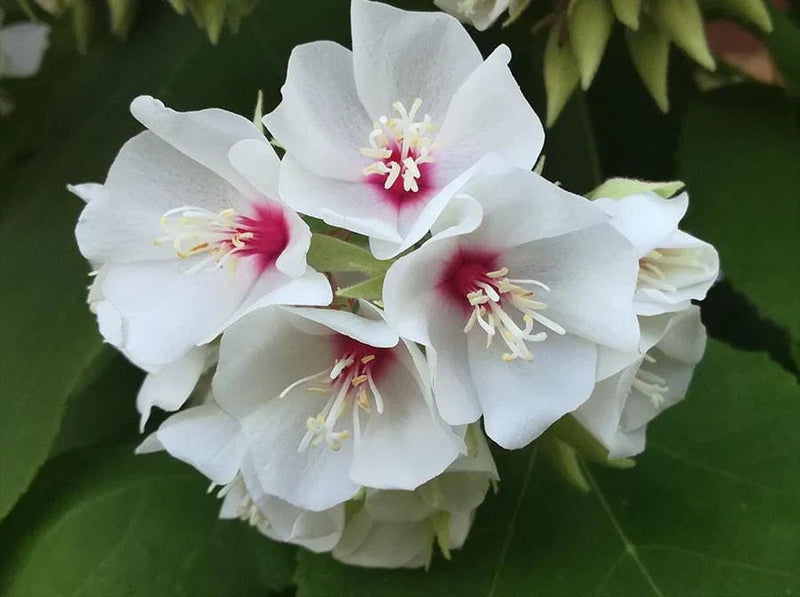 Dombeya Burgessiae Flower seeds for Planting - Low Maintenance, Heirloom & GMO Free Seeds for Home Garden
Sale seeds for planting in home garden