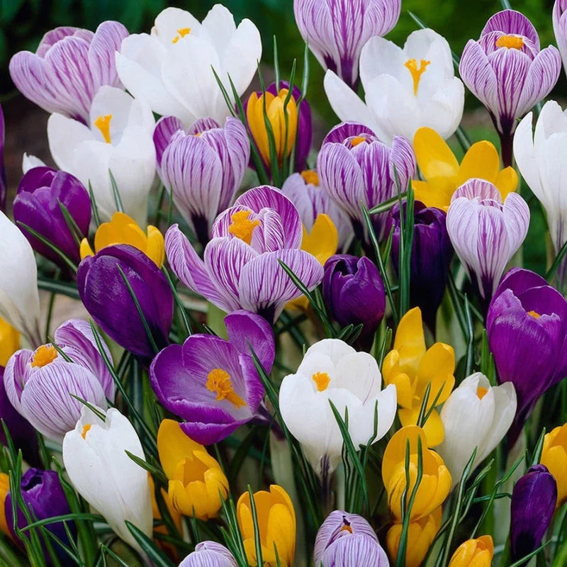 Mixed Colors Crocus Flower seeds for Planting - Shade Tolerant, Heirloom & GMO Free Seeds for Home Garden
Sale seeds for home garden