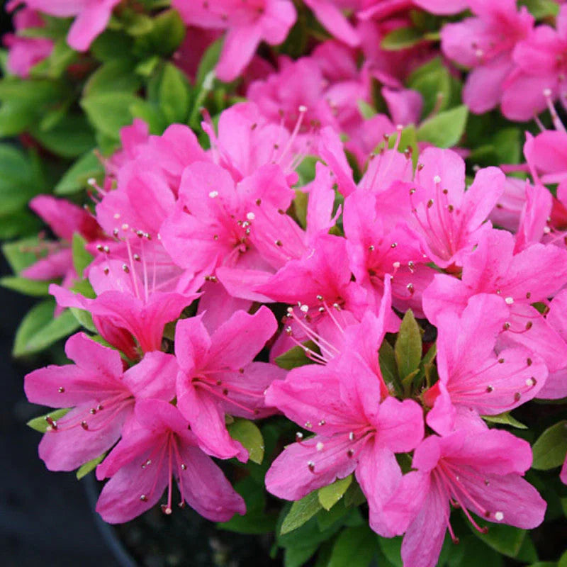 Azalea Flower seeds for Planting Garden Favorite Heirloom & GMO Free Seeds for Home Garden
Sale seeds for home garden planting