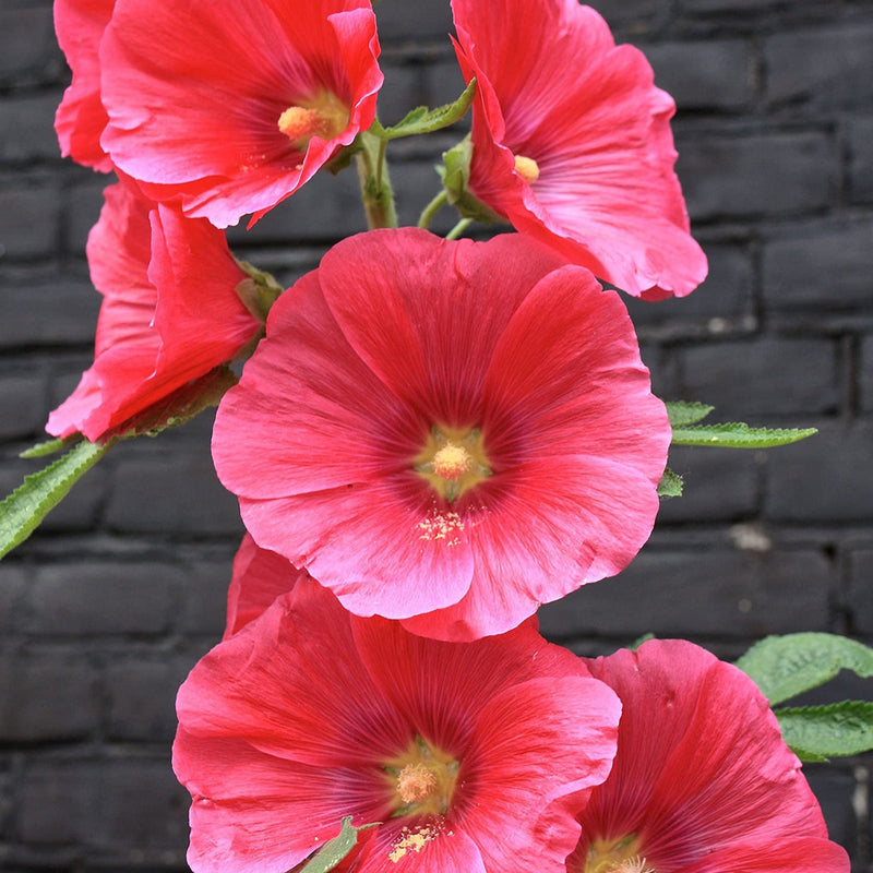 Red Hollyhock Flower seeds for Planting - Low Maintenance, Heirloom & GMO Free Seeds for Home Garden
Sale for planting in home garden