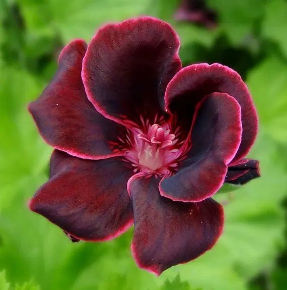 Burgundy Geraniums Flower seeds for Planting - Wildflower Mix, Heirloom & GMO Free Seeds for Home Garden
Sale seeds for planting in home garden