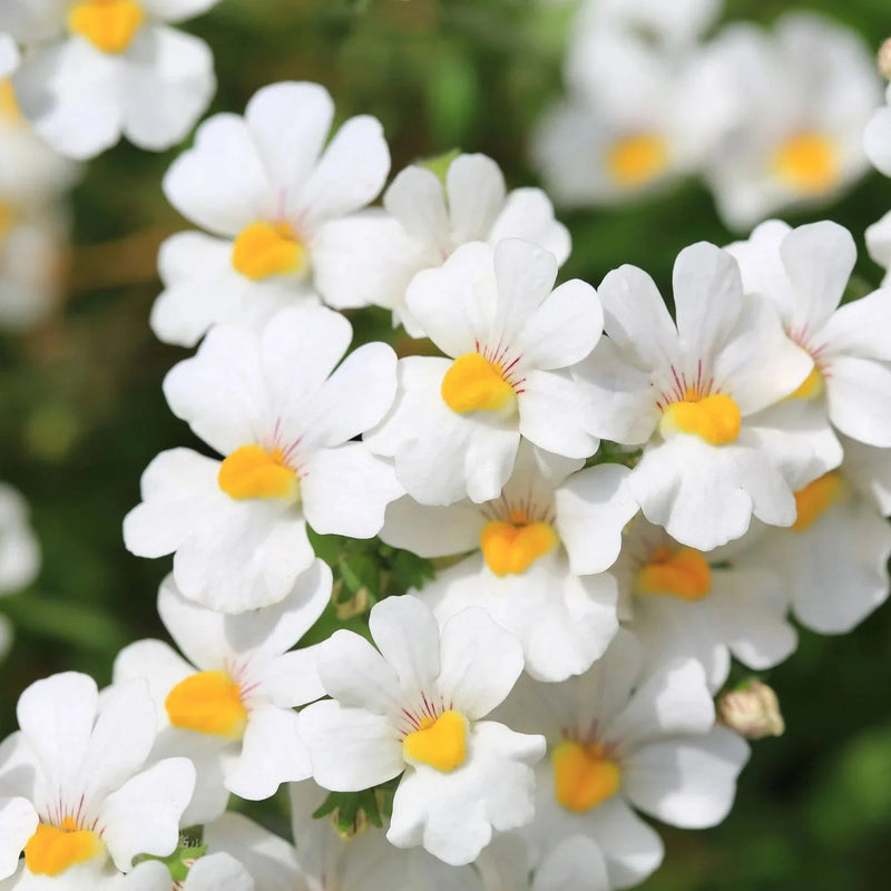 White Nemesia Strumosa Flower seeds for Planting - Compact Growth, Heirloom & GMO Free Seeds for Home Garden
Sale for planting in home garden