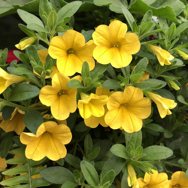 Yellow Calibrachoa Flower seeds for Planting Garden Favorite Heirloom & GMO Free Seeds for Home Garden
Sale seeds for home garden planting