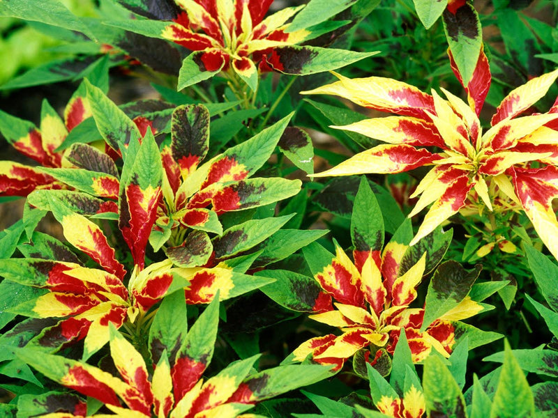 Red Yellow Poinsettia Flower seeds for Planting - Premium Quality, Heirloom & GMO Free Seeds for Home Garden
Sale seeds for planting in home garden