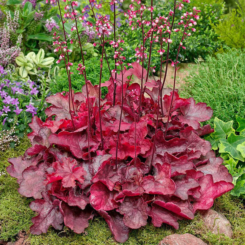 Red Coral Heuchera Flower Seeds for Planting Perfect for Borders Heirloom & GMO Free Seeds for Home Garden
Sale seeds for home garden planting